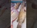 MOST EXPENSIVE FISH IN MALL
