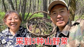 东北满山都是野菜 老妈不怕腿疼坚持采摘 收获5种野菜真是过瘾