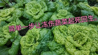 LIVE-气温骤降，如何挽救冻伤蔬菜种植高手分享给你最好用方法！