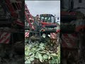 cauliflower harvesting machine ❤️