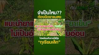 จำเป็นไหมต้องฉีดยาแมลงไปพร้อมกับการใส่ปุ๋ยทุเรียนเล็ก #ปลูกทุเรียน #ยาแมลง