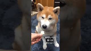 【柴犬だいふく】おせんべいの音（14歳）