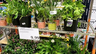 Costco多年生花卉2加仑全部9.99