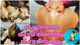 ചെല്ലാനത്തെ ഭീമൻ തിരണ്ടി പിടുത്തം| 15kg Amazing Big Stingray Fishing @ Chellanam | Fishing Malayalam