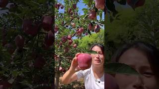 Tianshui huaniu apple #fruits #harvesting