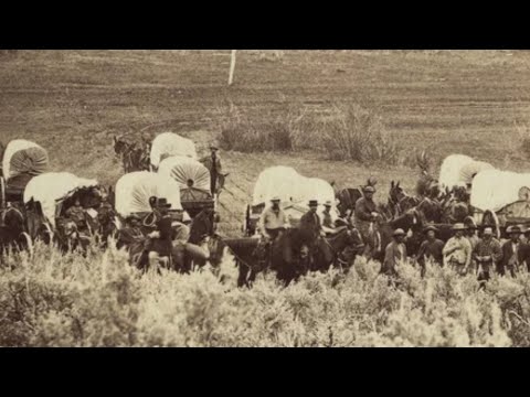 What type of animal was most often used to pull Conestoga wagons Why was this animal chosen?