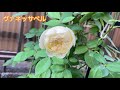 【秋薔薇】2020 10月咲いた我が家の薔薇達お見せします🌹✨