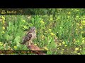 野鳥、動物、自然動画　撮影日　2021 03 04　　コミミズク（小耳木菟）