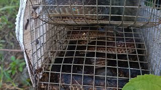 bẫy rắn 1 bẫy dính 3 bé Na /snake trap in Vietnam