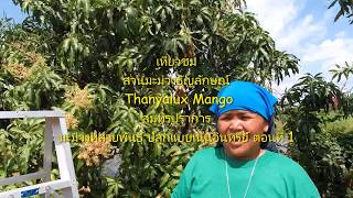 EP1 เยี่ยมชม สวนมะม่วงธัญลักษณ์ - Thanyalux Mango สมุทรปราการ กับมะม่วงนานาพันธุ์