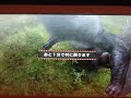 mhp2g g級 樹海の集落を救え 弓ソロ 逆鱗 2 2