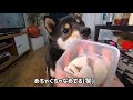 【豆柴】はじめてのお味！茹でた“ささみ”に大興奮！ vlog 柴犬 shiba inu dogs eating boiled chicken breast for the first time