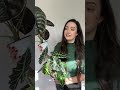 My Alocasia Care