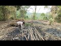 full video 36 days of building bamboo house