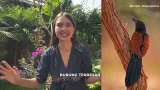 Yuliya Kumicheva - Lomba Pidato Festival Cakap Berbahasa