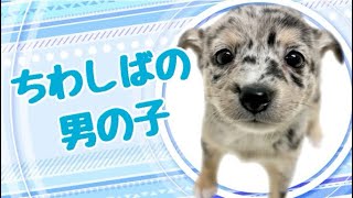 ハーフ犬・ちわしばの子犬　（平野瓜破）