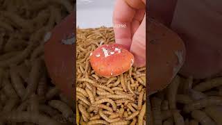 Mealworms vs POISONOUS MUSHROOM