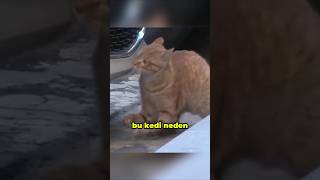 Bu Kedi Neden Dirseklerinin Üzerinde Yürüyor?