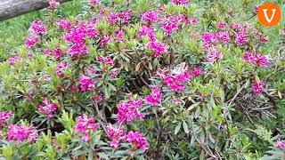 UN MARE DI RODODENDRI SUL LAGORAI, ALLA PINETA DI MALGA CASAPINELLO