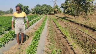 पौधे में मल्चिंग और बिना मल्चिंग में अंतर || Mulching v/s without Mulching #2024 #Mulching #farming