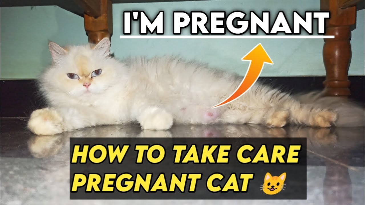 How To Take Care Of Pregnant Persian Cat | How To Take Care Pregnant ...