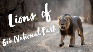 प्राइड ऑफ़ गुजरात - गिर के सिंह | A Visit to Gir National Park Hindi Documentary