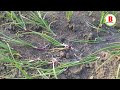 onion cultivation in bangladesh । পেঁয়াজ চাষ পদ্ধতি । পেঁয়াজ চাষে কি কি সার ও কীটনাশক ব্যাবহার করবেন