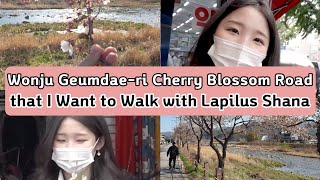 라필루스 샤나와 함께 걷고 싶은 원주 금대리 벚꽃길(Wonju Geumdae-ri Cherry Blossom Road I Want to Walk with Lapilus Shana)