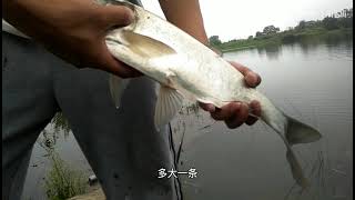 手竿抽鲢鳙鲤鱼，手感实在是太爽了！ #Fishing