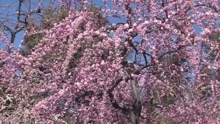 京都・城南宮の枝垂れ梅 2014年3月11日