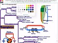 (2022) BIOLOGI KSSM T4- Bab 10 Pengangkutan dalam Manusia dan Haiwan