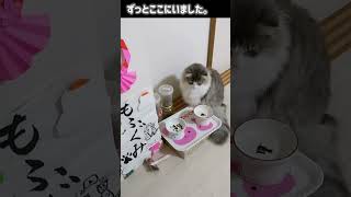 必死で知らんぷりする猫。犯人はあなたですよね。。【ノルウェージャンフォレストキャット】＃Shorts