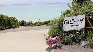 【犬連れ沖縄旅行】コーギー ミーナス　沖縄の綺麗なビーチでお散歩♪【GIビーチ】Okinawa traveling with Corgi play with GI beach of Ie