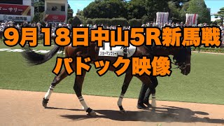 【4K動画】9月18日5R新馬戦パドック【中山競馬場】