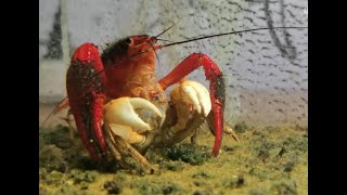 Male crayfish trying to mate with male crab