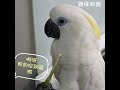 藍眼巴丹阿呆牧草初體驗cockatoo first time to eat grass