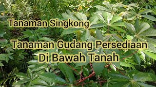 #jejaksejarah #dmtv TANAMAN SINGKONG TANAMAN GUDANG PERSEDIAAN DI BAWAH TANAH