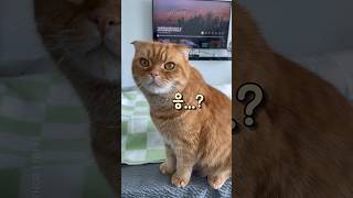 당신의 고양이는 어떤가요? #shorts #고양이 #개냥이