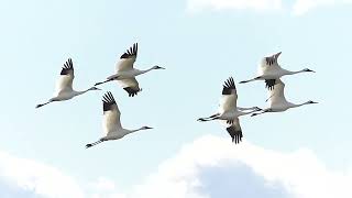 Spring Whooping Cranes