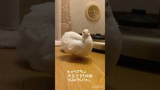 ヒメウズラの片足立ちについて　About the quail standing on one leg