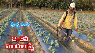 మన పుచ్చ🍈 పంట పై 2-3 మందుల పిచ్చుకారీ Spraying For 🍉 Watermelon For Good Yielding ||AGRI GURU||