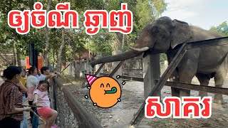 ឲ្យចំណី ដំរីឈ្មោល ឈ្មោះសាគរ