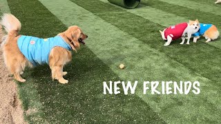 新しく出来たドッグランへ！沢山の可愛い友達に会いました😀ゴールデンレトリバー／golden retriever