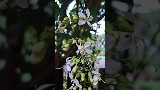 Clerodendrum Smithianum,Manikonna