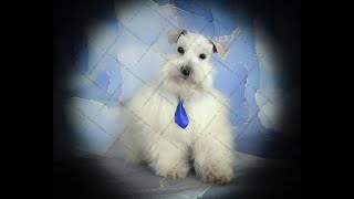 RoyalSchnauzers Toy Sized AKC Miniature Schnauzer Elite Pedigree Ready Now!