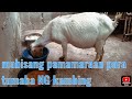 hindi na kaylangan ng damo para tamaba ang kambing ko | KUYA DHAN TV