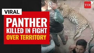 Viral video | Panther killed in fight over territory