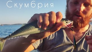 Как поймать Скумбрию. Рыбалка на море. На что ловят Скумбрию.