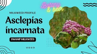 Milkweed Profile 06: Swamp Milkweed (Asclepias incarnata)