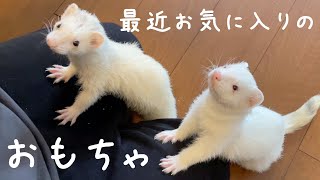 new favorite toy【ferret】